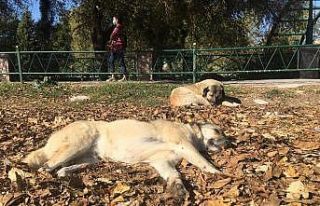 Sokak hayvanları da güneşli havanın tadını çıkardı
