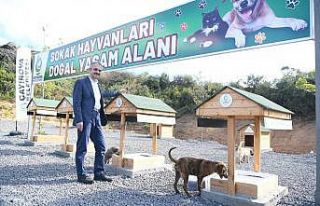 Sokak hayvanlarına doğal yaşam alanı