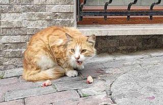 Sokak kedisine fakirlik kağıdı