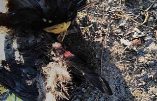 Sokak köpekleri kümesteki tavukları telef etti