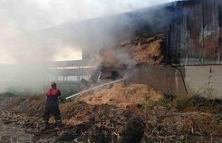 Söke’de hayvan damında çıkan yangın korkuttu