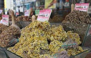Sonbahar geldi, alerjik hastalıklar çoğaldı, bitki...