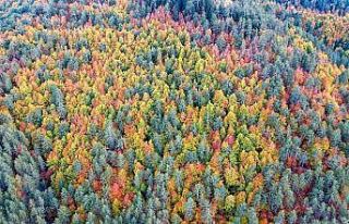 Sonbaharın yeni adresi: Kırksu Yaylası