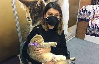 Sosyal medyada fenomen olan Prenses kediseverleri...