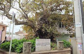 Süleyman Paşa’nın 7 asır önce atını bağladığı...