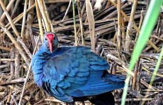 Sultan Sazlığında ilk defa görüldü
