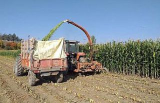 Sungurlu’da silajlık mısır hasadına başlandı