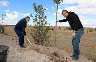 Talas’ta kırsal mahalle girişlerinde ağaç seferberliği