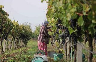 Tarlada 2, markette 8 lira