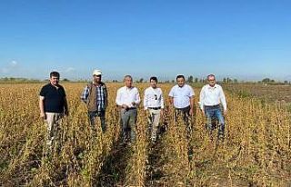 Tarsus’ta yerli soya çeşidi ‘Samsoy’un hasadı...