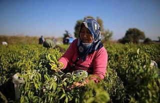 Tatlı kıl sivri biber üreticinin yüzünü güldürdü...