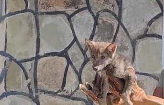 Tedavisi tamamlanan yavru kurt doğaya bırakıldı