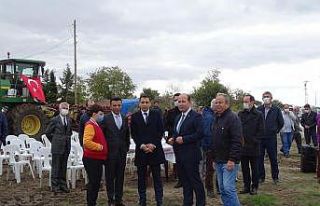 Tekirdağ’da ilk defa damla sulama ile çeltik hasadı...