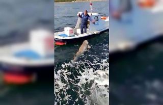 Teknenin yarı boyunda köpek balığı avladı