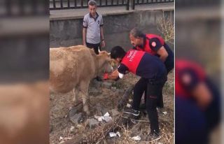 Tellere takılan inek itfaiye erleri tarafından kurtarıldı