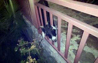 Terastaki korkuluklara başını sıkıştıran keçi...