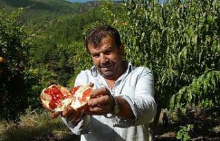 Tescilli Kuytucak narı üreticisinin yüzünü güldürdü