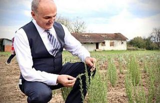 Tıbbi aromatik bitkiler toprakla buluşmaya başladı