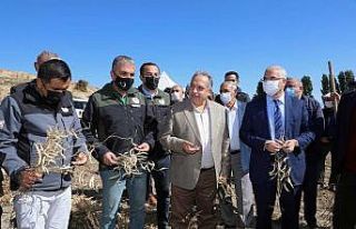 Tohum Belediyeden, hasat çiftçiden