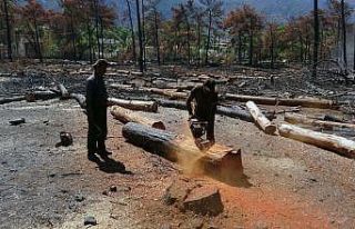 Tomru stoku azalıyor, palet üreticileri ihracatçılarla...