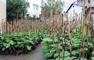 Trabzon’da bal ormanları oluşturularak arı ölümlerinin...