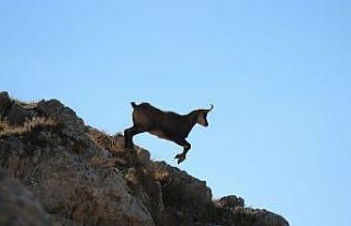 Tunceli’de çengel boynuzlu dağ keçisi görüntülendi