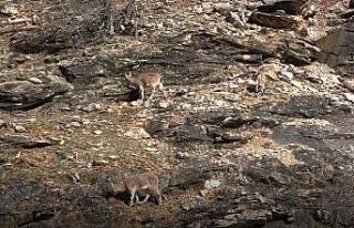 Tunceli’de yaban keçileri görüntülendi