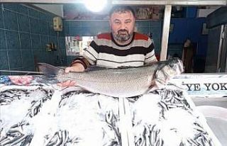 Türkeli’de 7 kiloluk levrek yakalandı