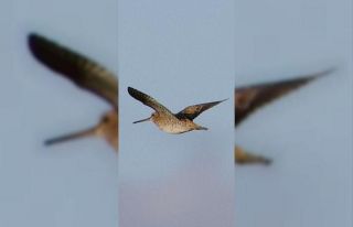 Türkiye’de ilk defa Sibirya suçulluğu görüldü