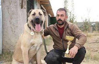 Türkiye’nin en iyi Anadolu Çoban Köpeği Karaman’dan...