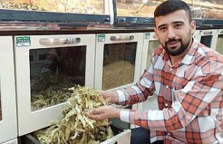 Ucuzlayan fiyatıyla ıhlamur bu sene de vazgeçilemez...