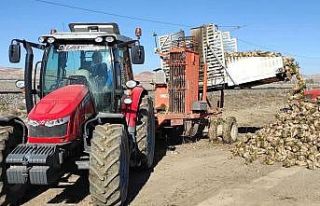 Ulaş’ta şeker pancarı rekoltesinin 1 milyon tonu...