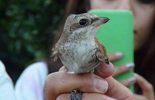 Üniversiteli gençler, doğada kuşların yaşamını...