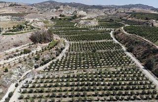 Üretici umudunu ayvaya bağladı