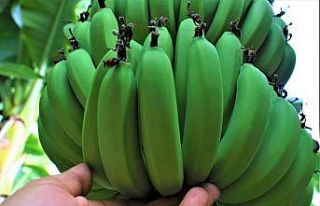 Üreticide 6 TL olan muz, market ile pazarlarda 10...