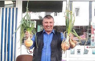 Ürettiği 840 gram soğan şaşırttı
