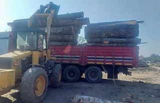 Üstüne düşen tomruk sonu oldu