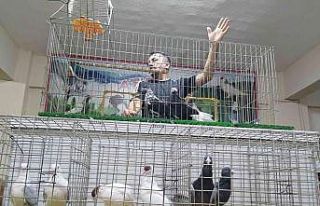 Uyumayıp güvercin mezadına akın ettiler