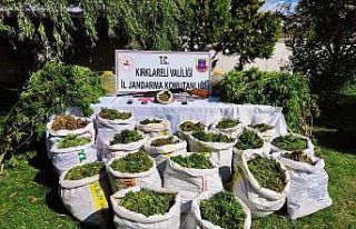 Uyuşturucuya sera süsü: Torba torba uyuşturucu...