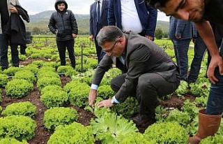 Vali Balcı, marul hasadı yaptı