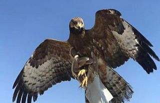 Van’da yaralı kuşlar tedavi altına alındı