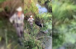 Vatandaşlar su kanalına düşen inek için seferber...
