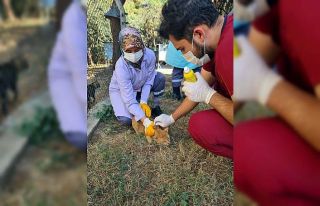 Villa kedileri parazitlere karşı ilaçlandı