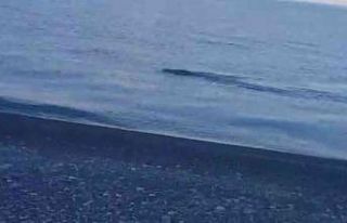 Yaban domuzunu ‘Van Gölü Canavarı’ sandılar