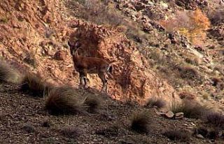 Yaban keçisi sürüsü doğal ortamında görüntülendi,...