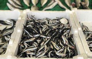 “Yağışlar devam ederse hamsi 10 TL’ye kadar...