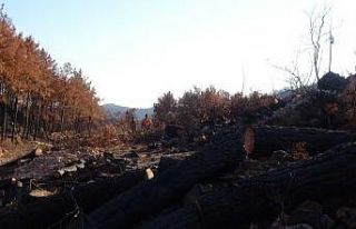 Yanan ağaçlar kesilirken, yeniden filizlenen ağaçlara...