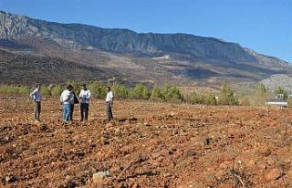 Yanan sahalarda fidan dikim hazırlıkları