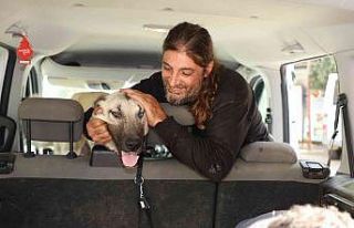 Yaralı çoban köpeği, tedavisinin ardından sahiplendirildi
