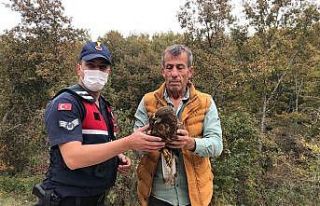 Yaralı kartal tedavi altına alındı